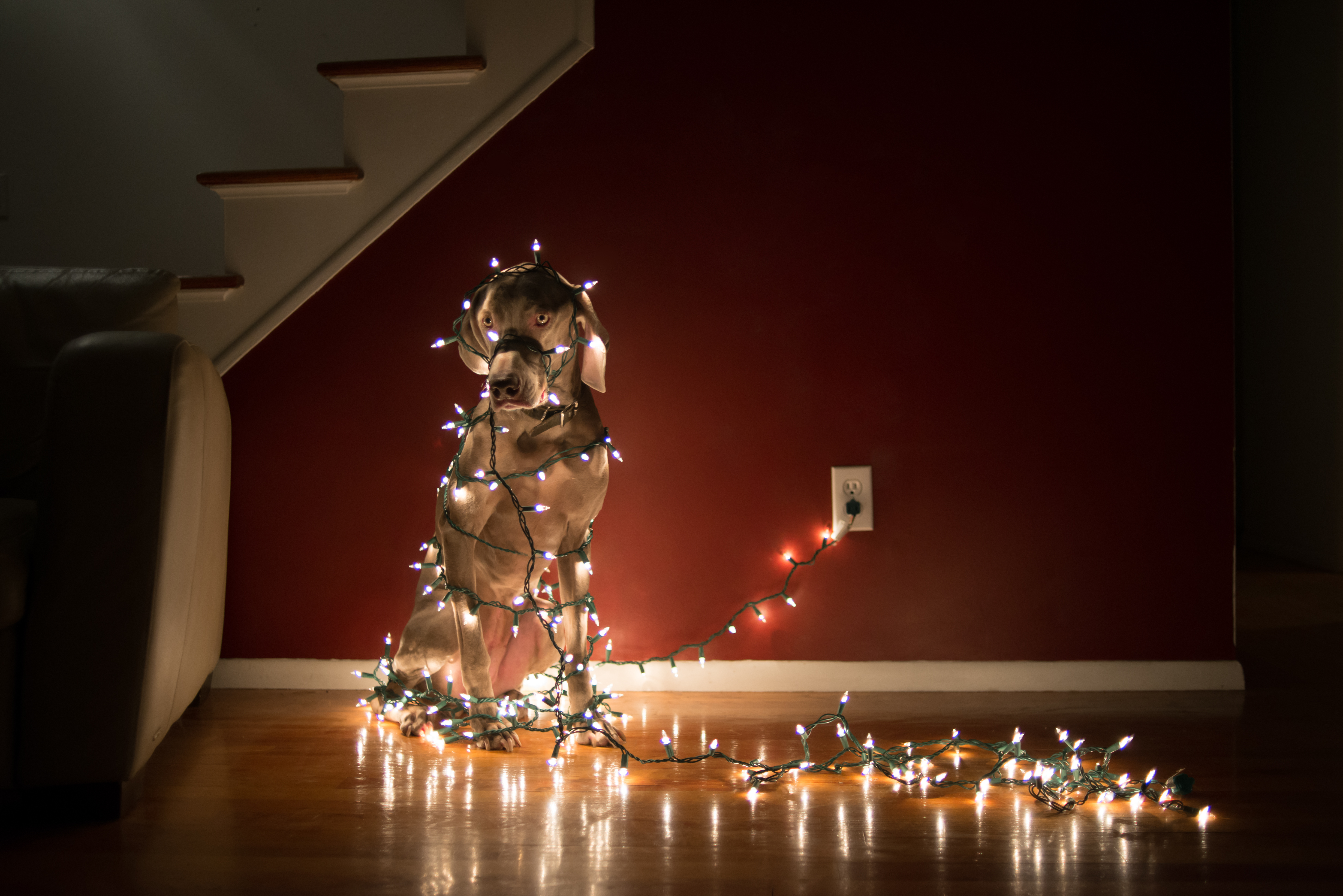 dog tangle in christmas lights