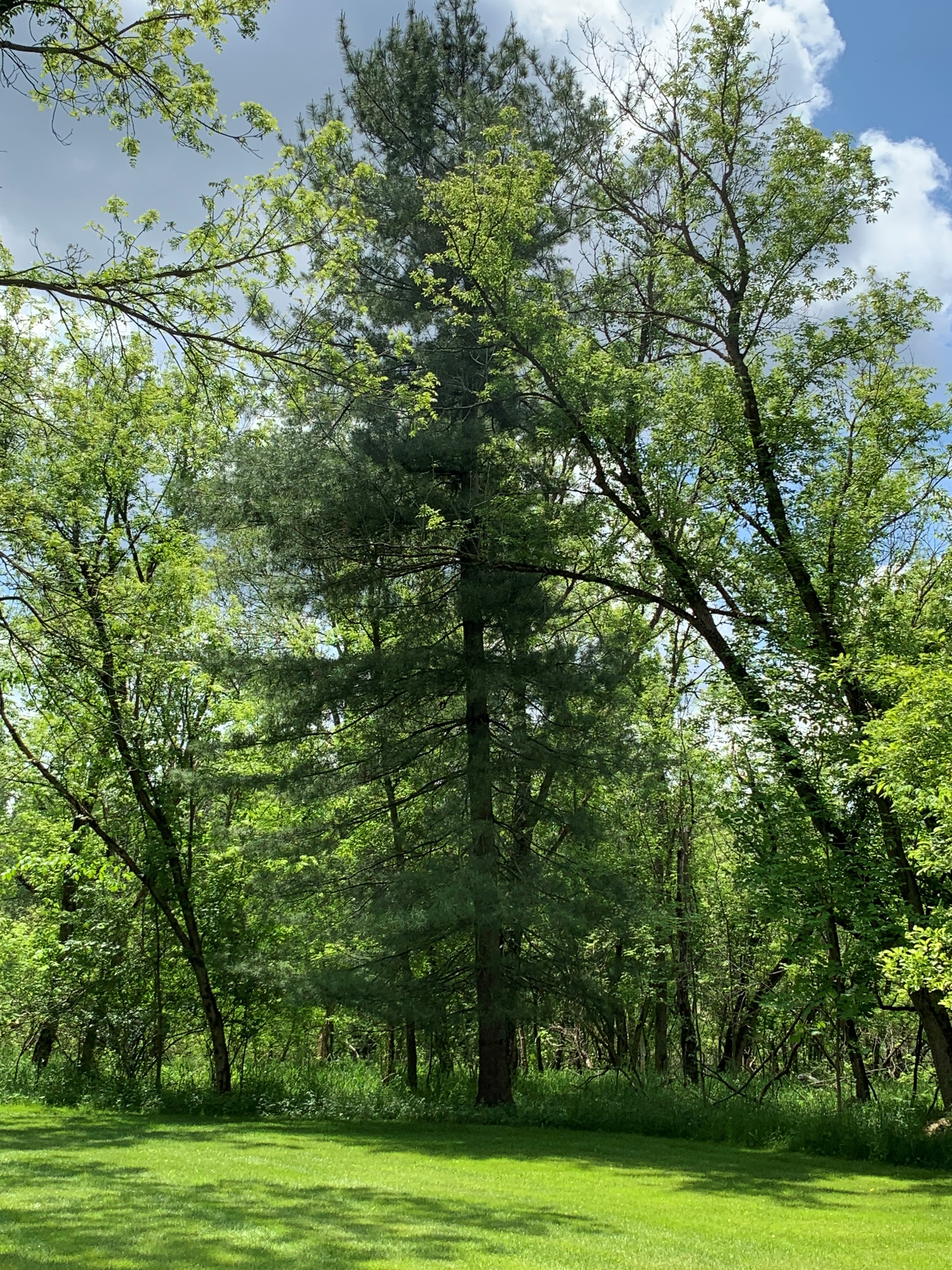 green grass with a treeline of big trees