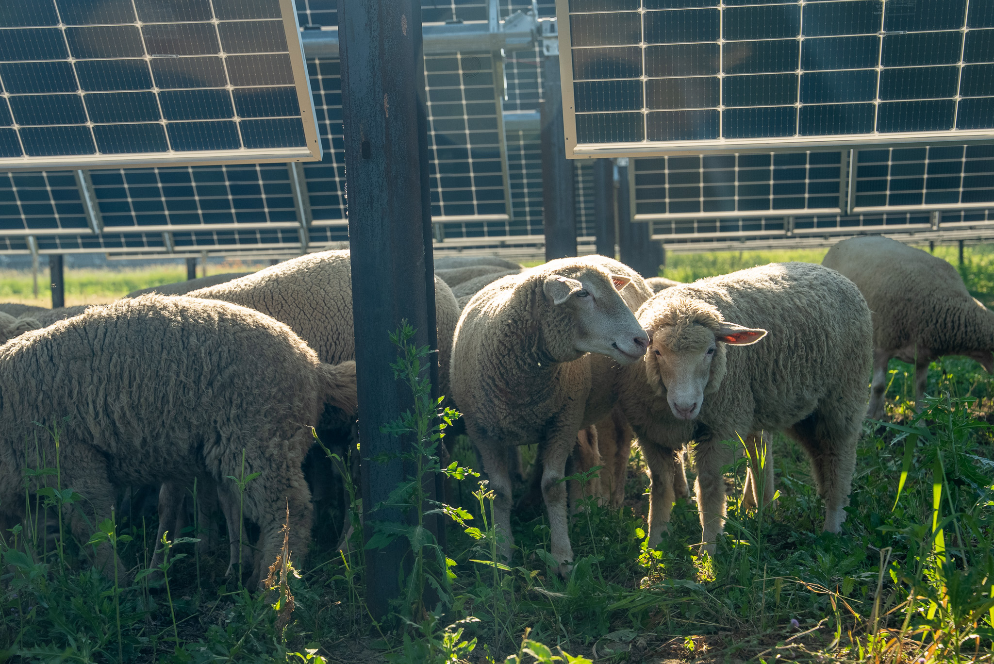 Sheep at a solar field
