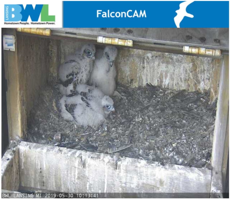 A screen shot of the baby falcons in their nest.