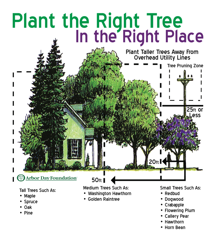 A diagram demonstrating the ideal distance between trees and power lines.