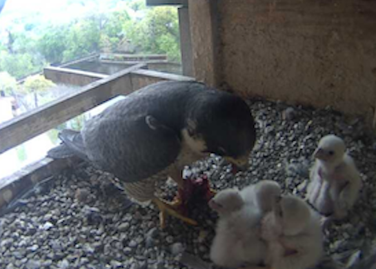 A mother falcon feeds her baby chicks