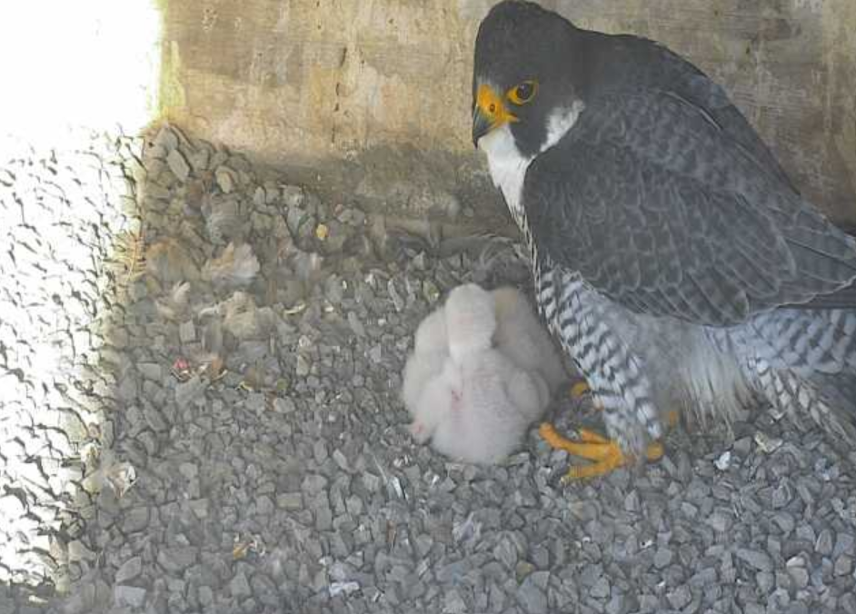 A mother falcon with her baby chick