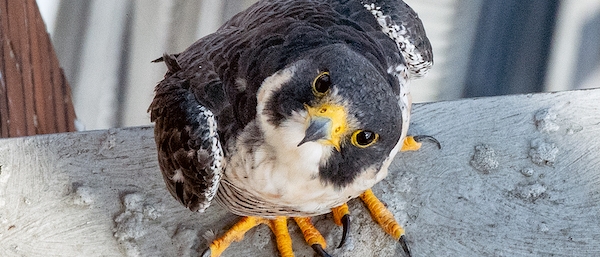 A young falcon looks up.